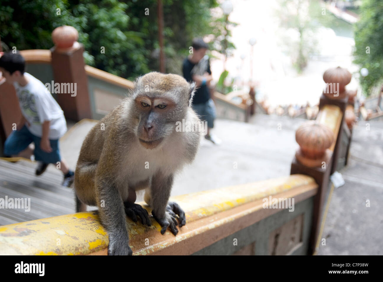 A monkey on the steps at the Batu Caves, on the outskirts of Kuala Lumpur Stock Photo