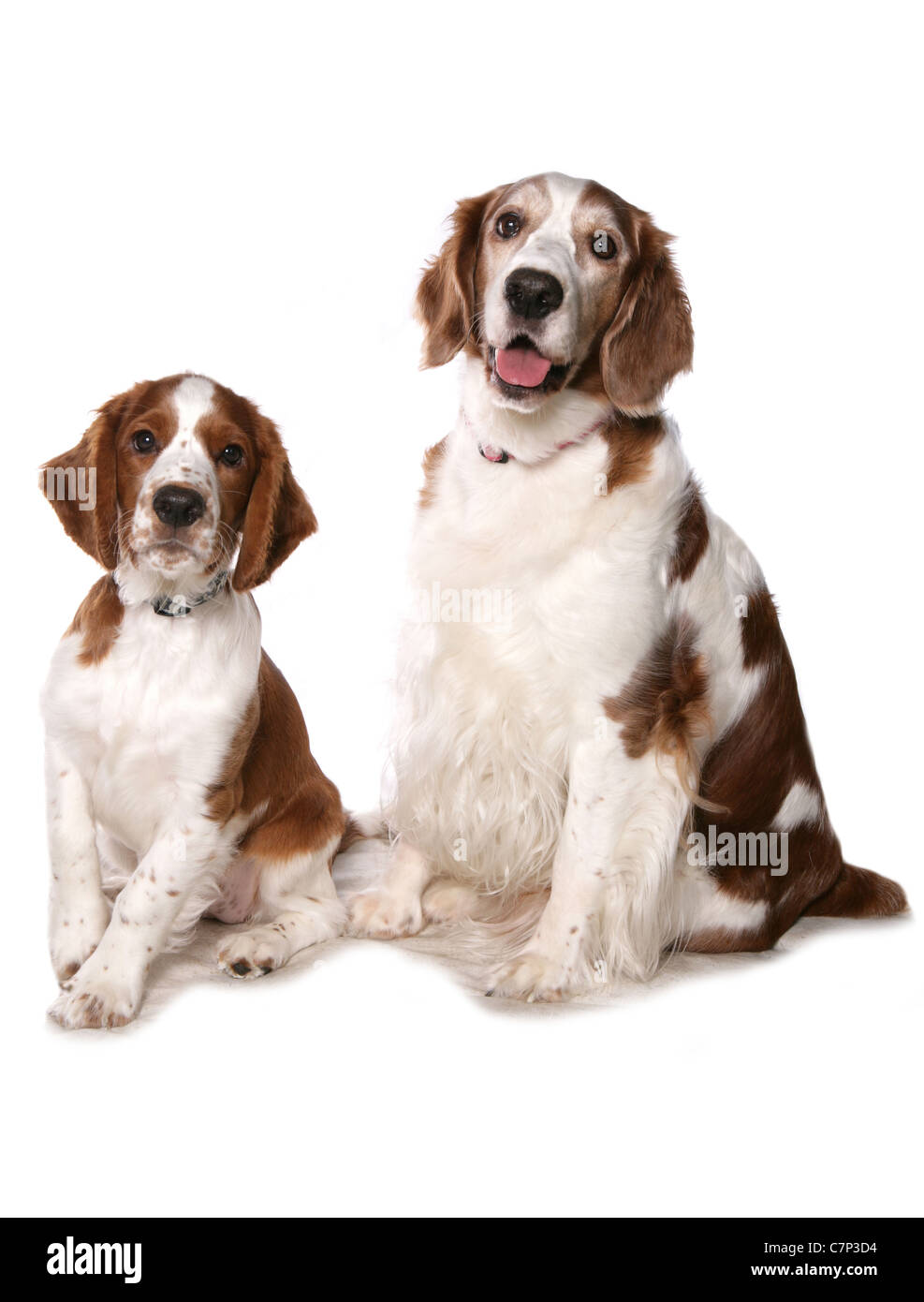 Welsh springer spaniel two dogs sitting in a studio UK Stock Photo