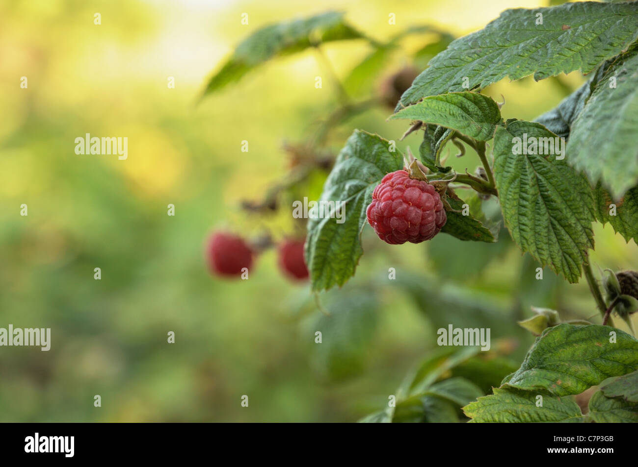 Bc Raspberries Fruit farm canada hi-res stock photography and images - Alamy