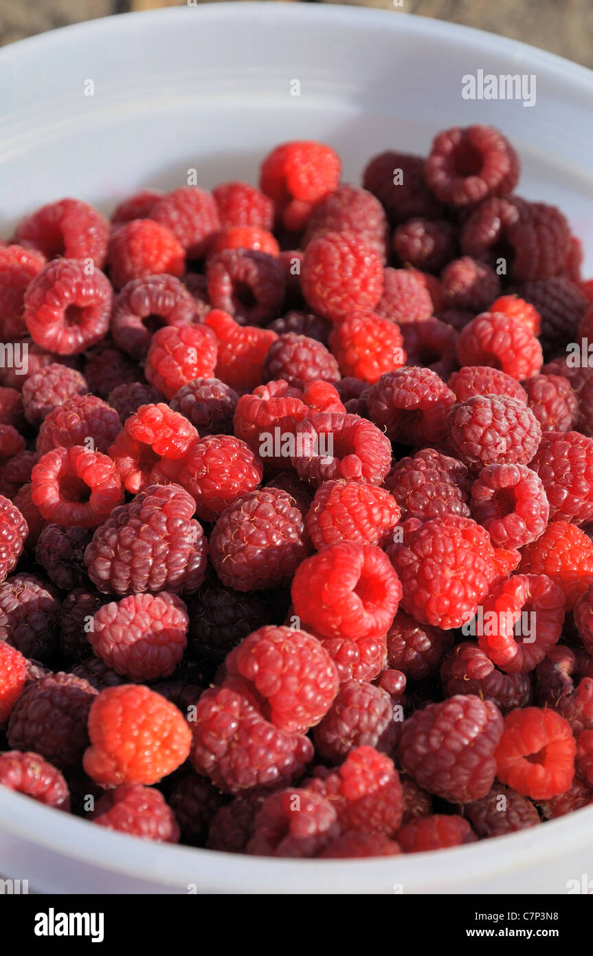 U pick raspberries hires stock photography and images Alamy