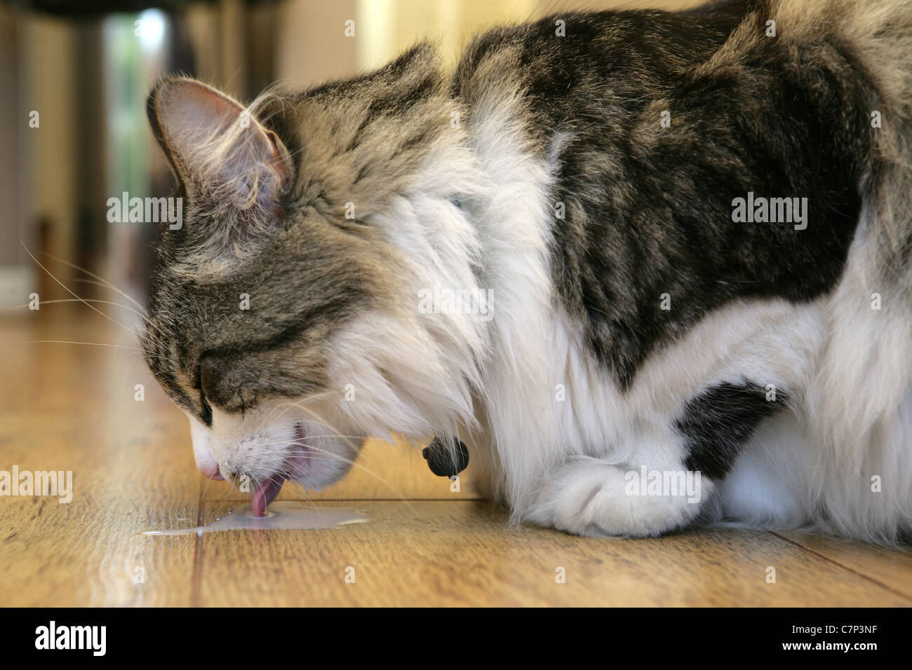 drink drinking bibs steel milk to gorge engulf devour straw pussycat cat  Stock Photo - Alamy