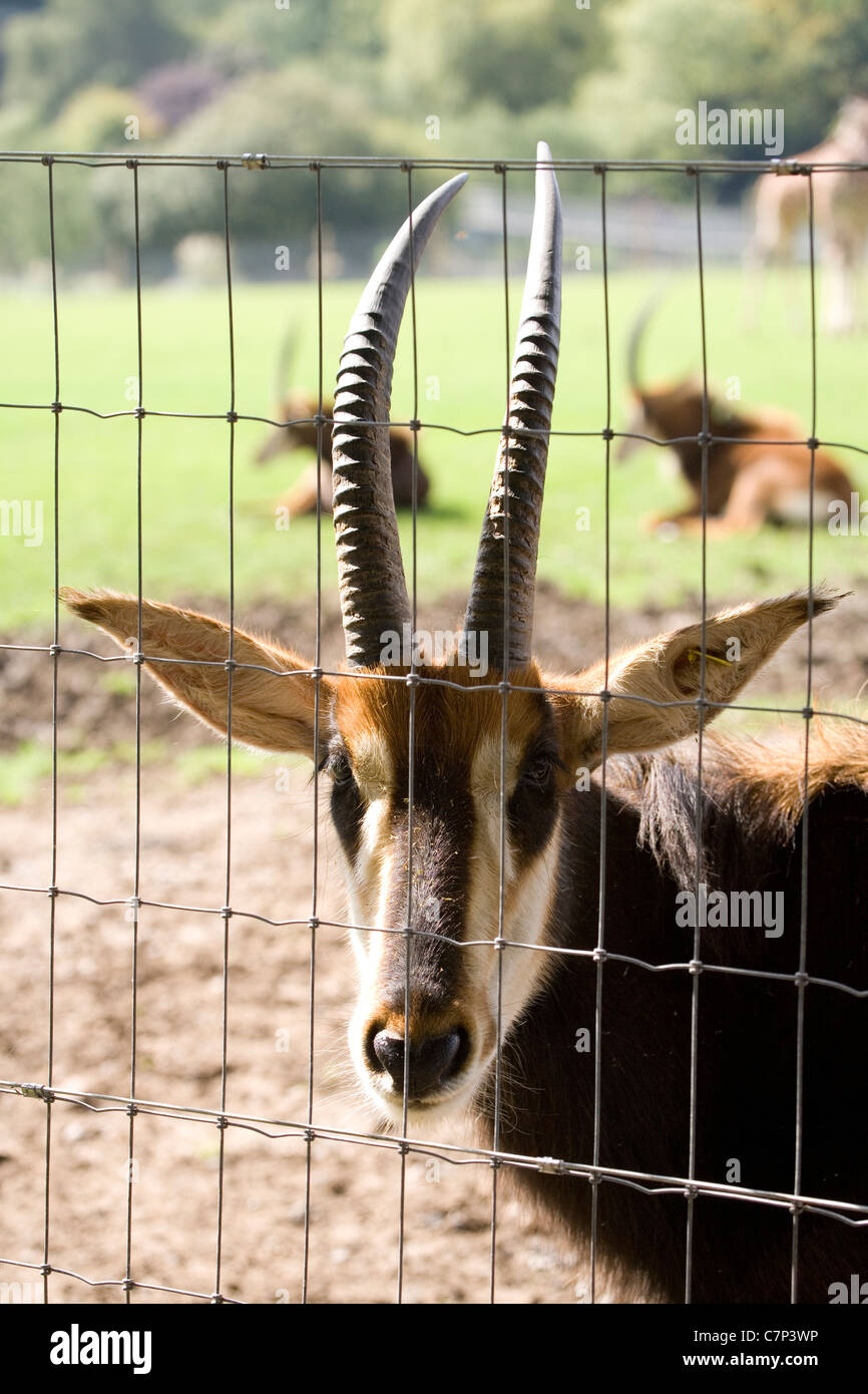 Sable Antelope Hippotragus niger Captive adult behind fence Marwell zoo, UK Stock Photo