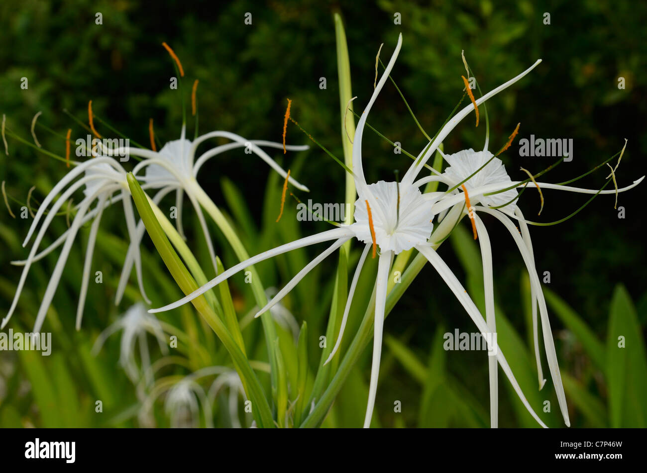 White flower of Hymenocallis littoralis Spider Lily on a beach in Mayan Riveria Mexico Stock Photo