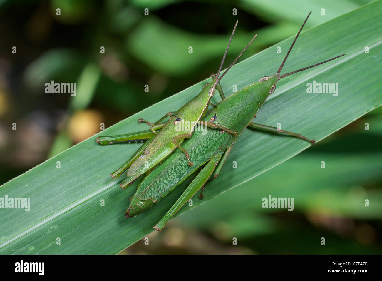 Atractomorpha crenulata, katydids mating Stock Photo