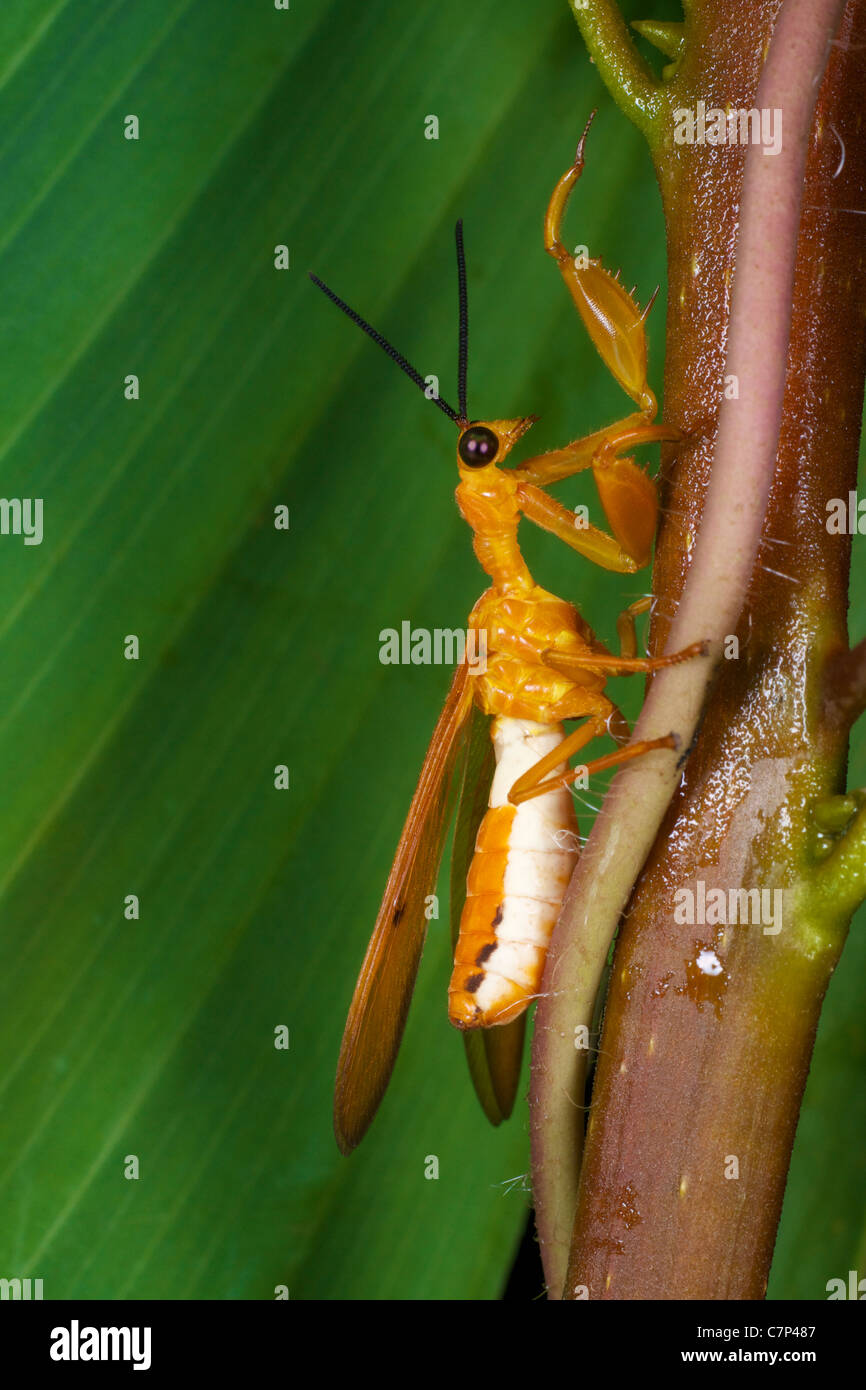 A wild mantisfly, of the order Neuroptera, family Mantispidae Stock Photo