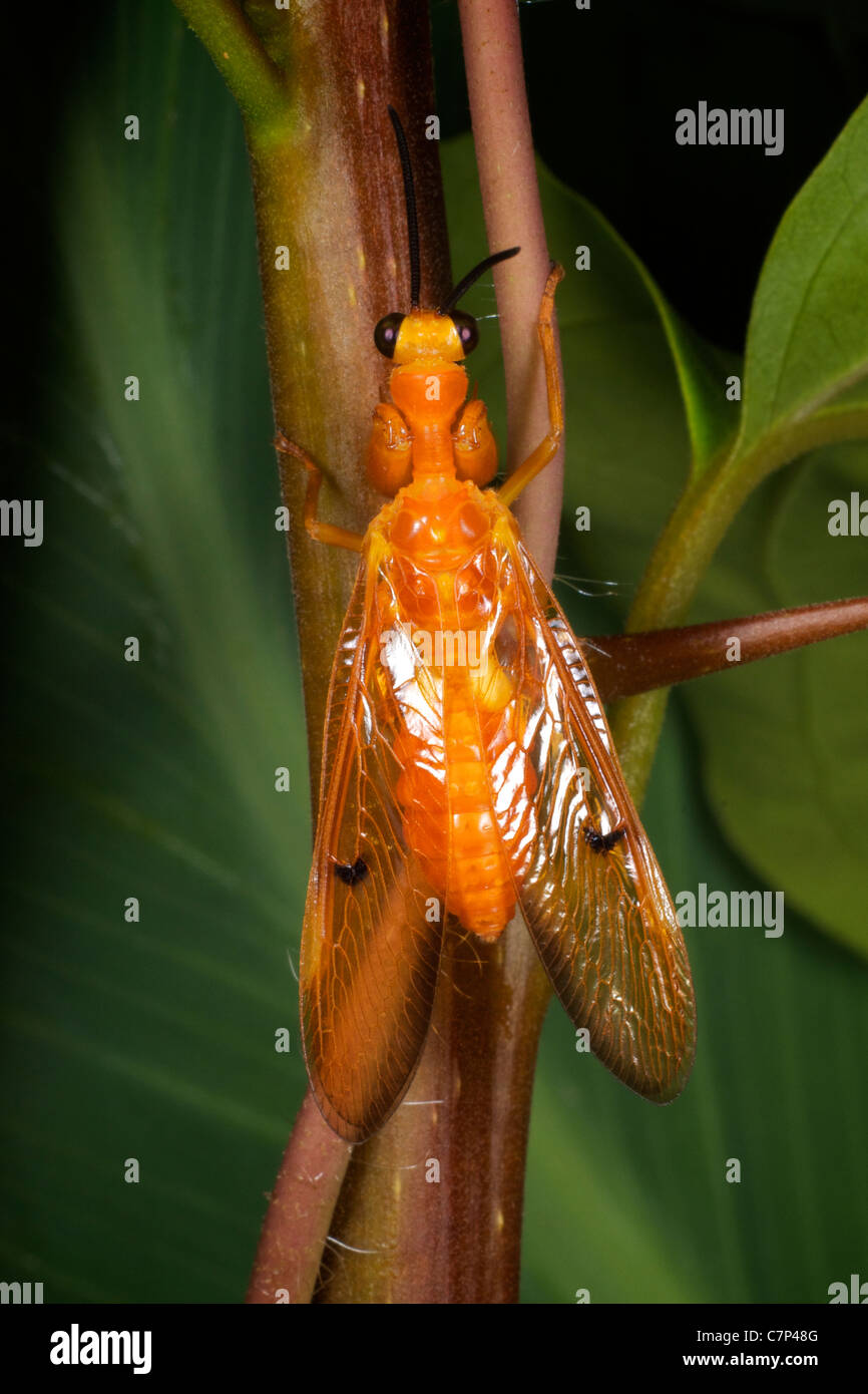 A wild mantisfly, of the order Neuroptera, family Mantispidae. Stock Photo