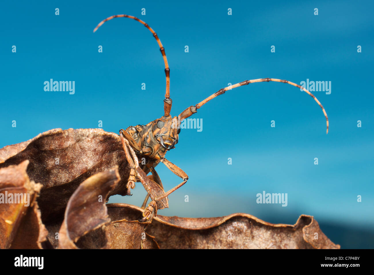 Wild beetle of the species pharsalia subgemmata. Photographed in Mae Wong National Park, Thailand. Stock Photo