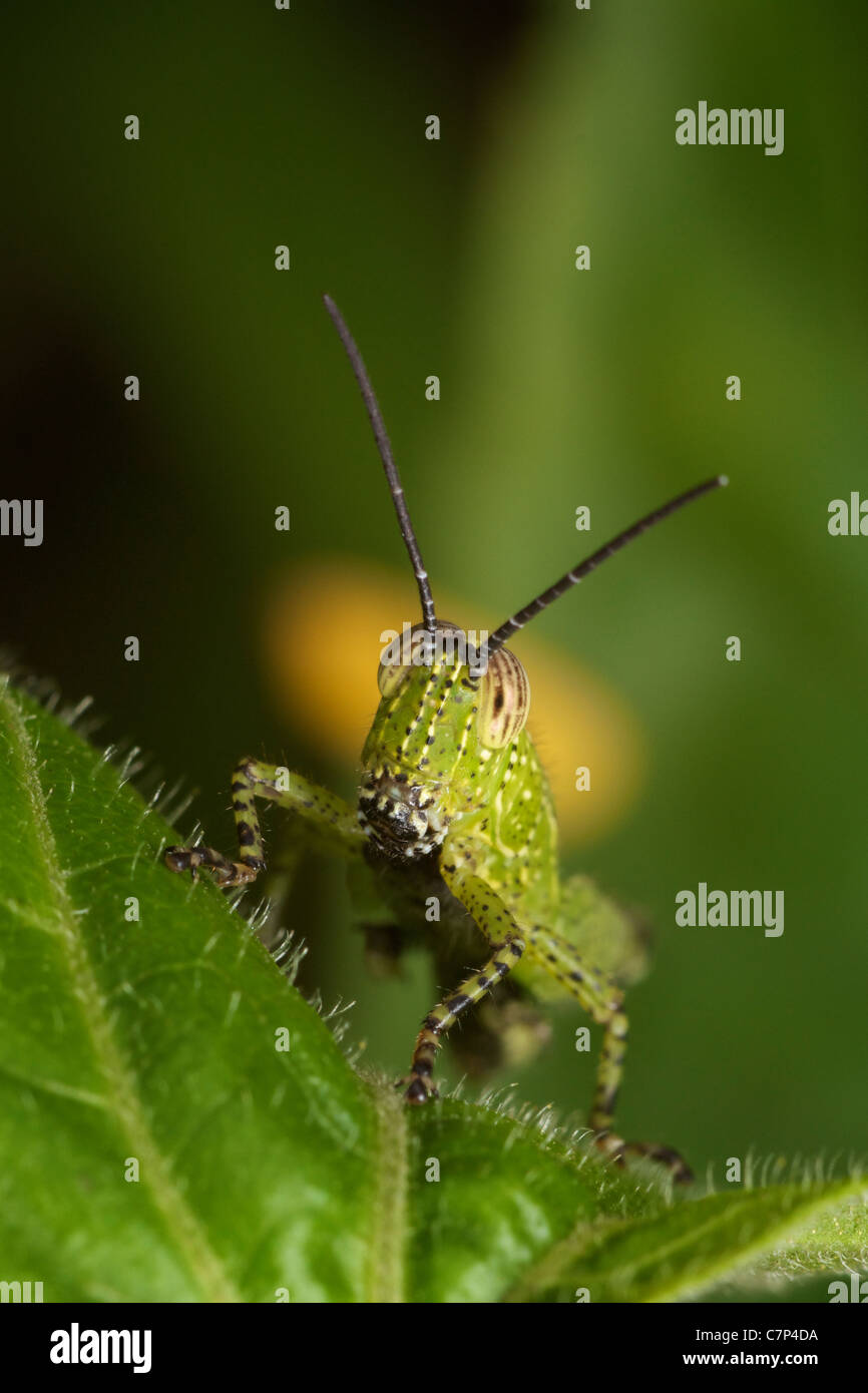 Long-horned grasshopper, Insects, Orthoptera, Acrididae