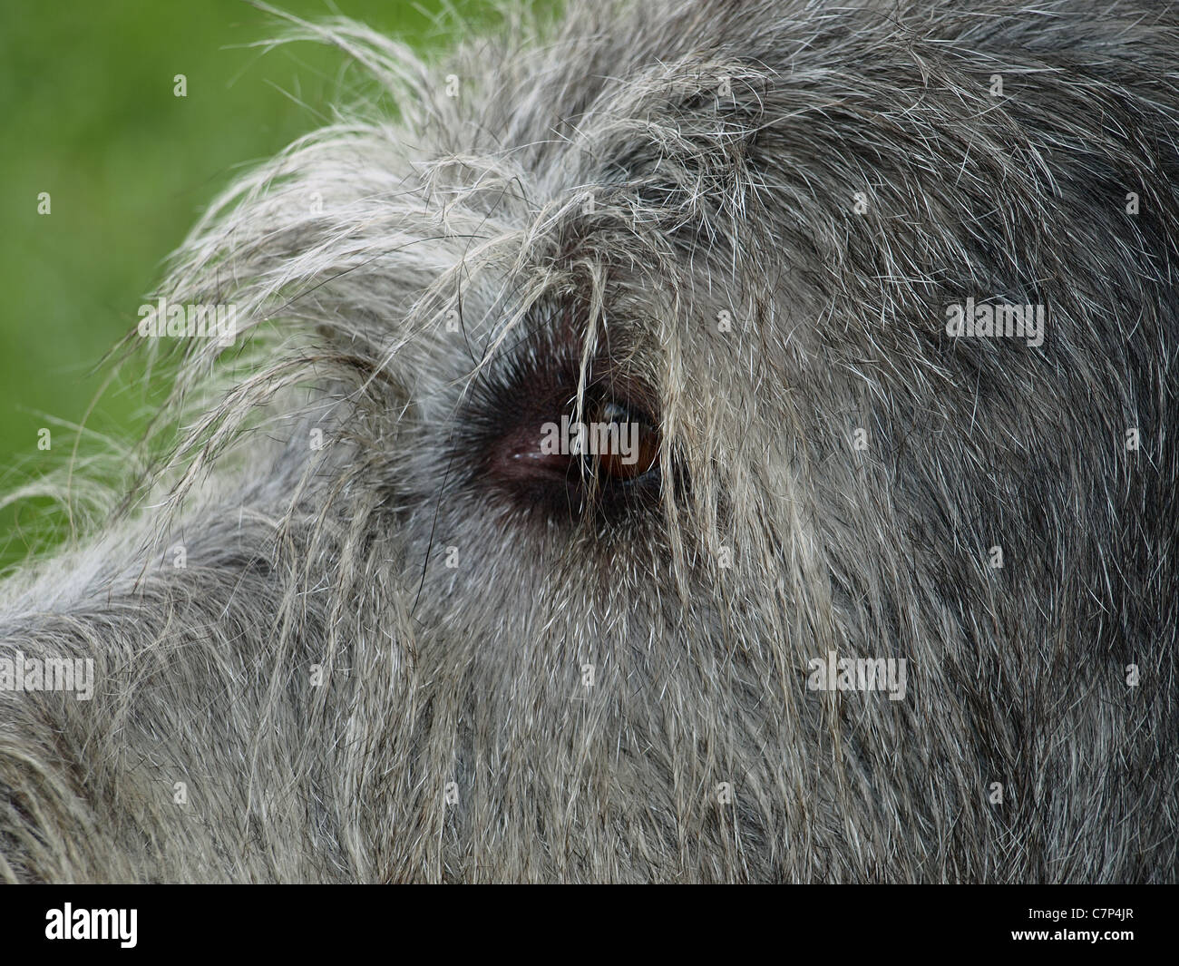The Eye of the Eagle Stock Photo - Alamy