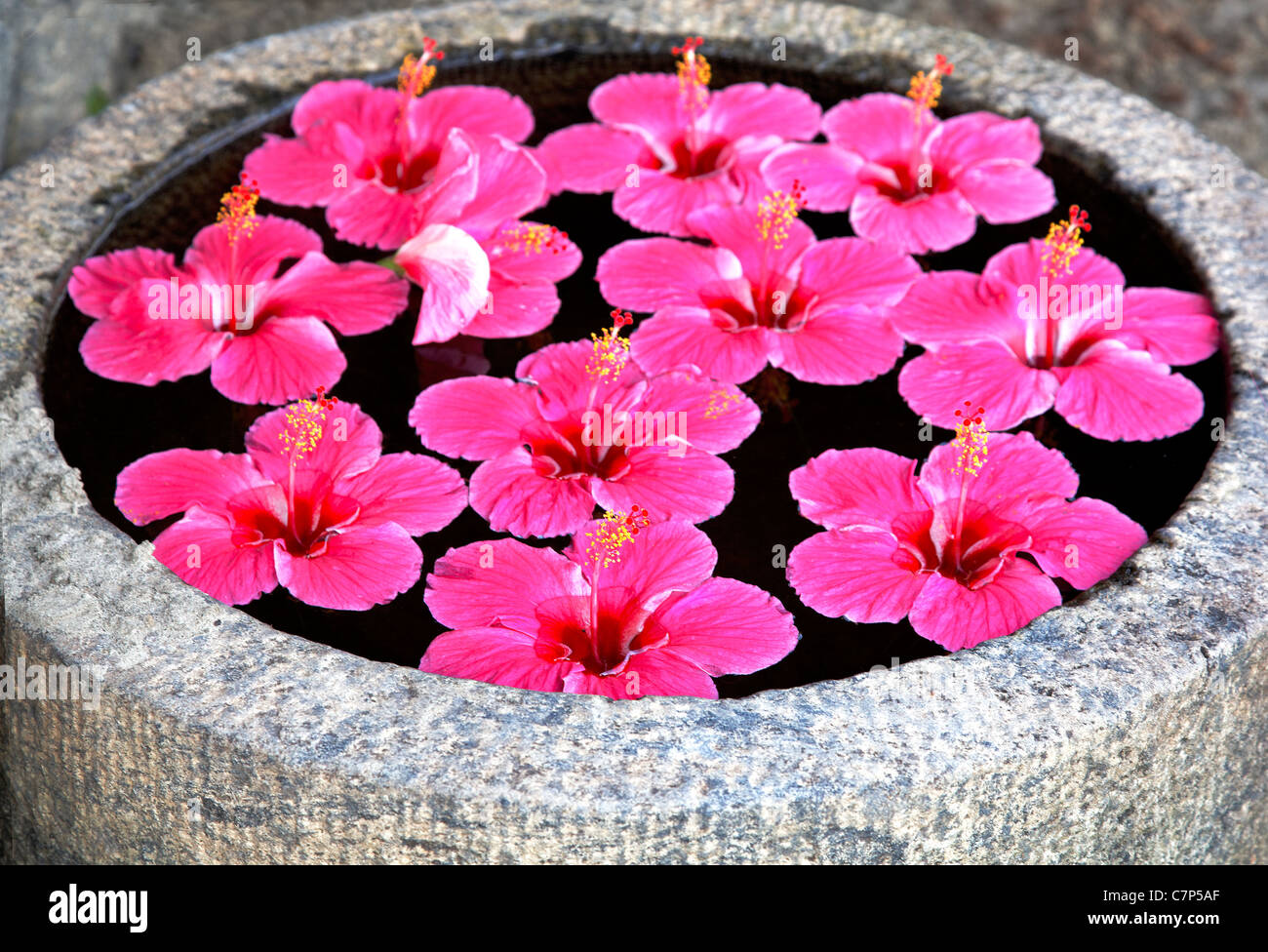 Hibiscus Bright pink fluted flower floating on water in a feature outdoor garden water pond India, headline space crop margin la Stock Photo