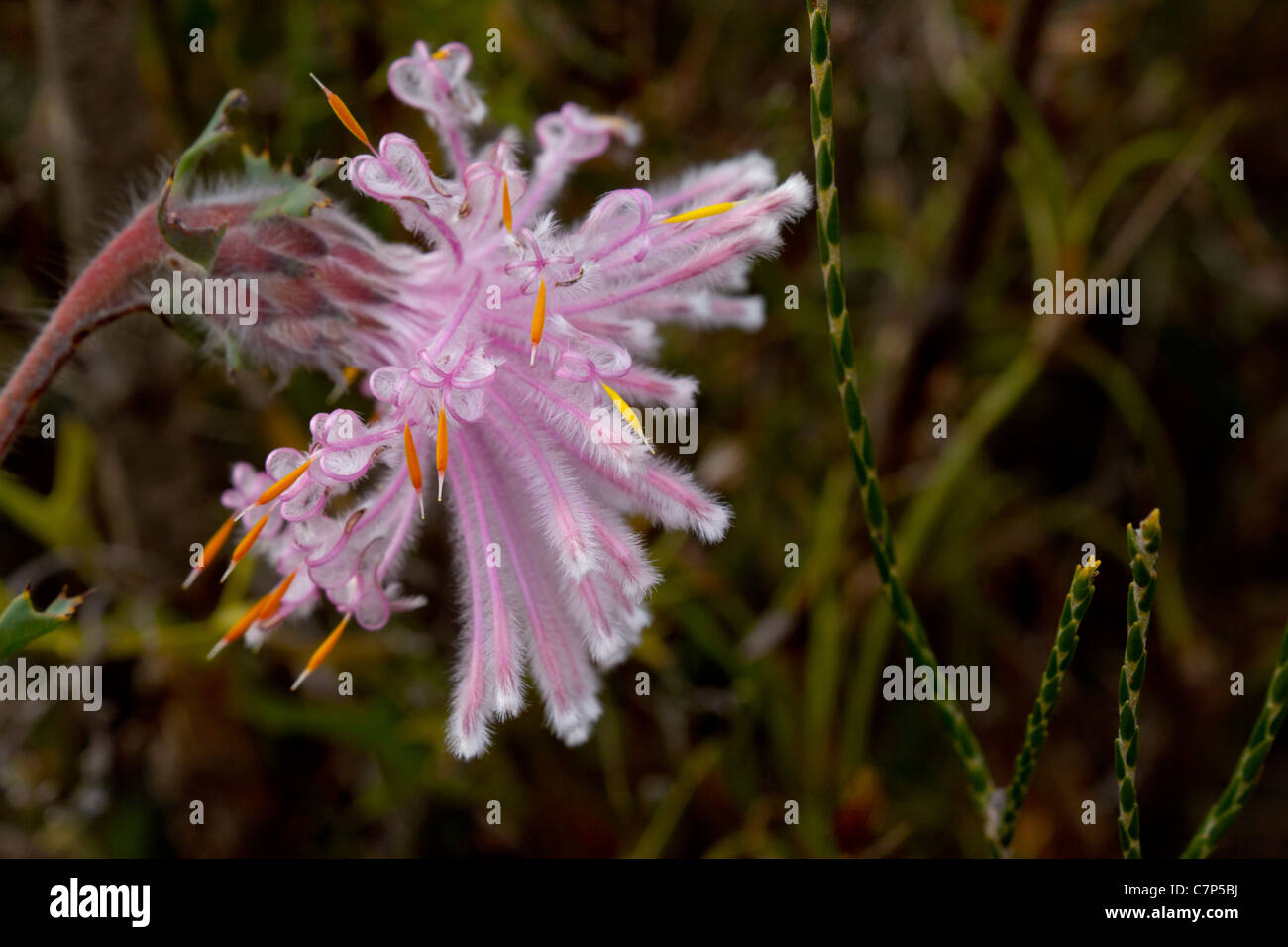 Pink flowering Stirling Range Coneflower, Western Australia Stock Photo