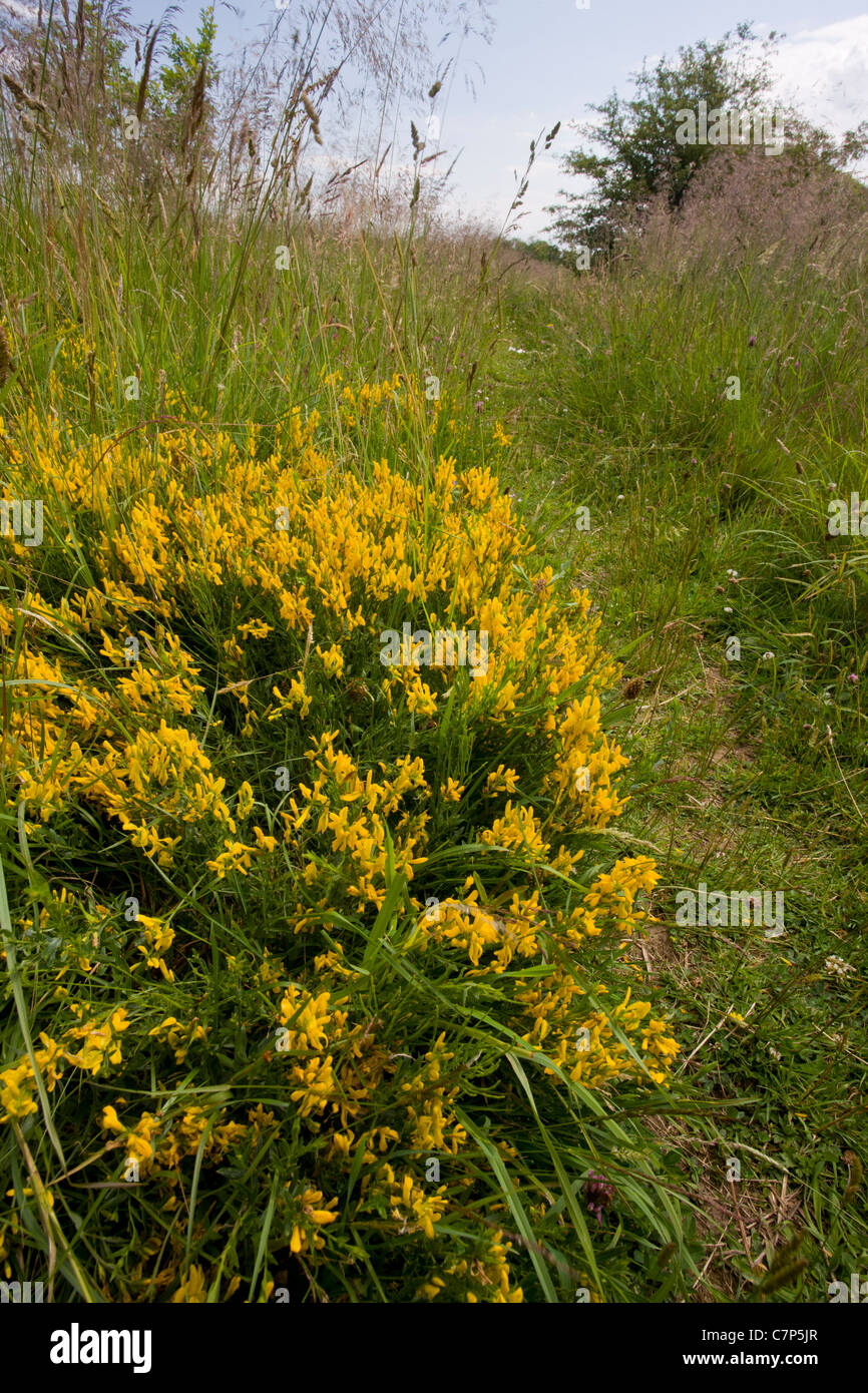 Dyer's Greenweed Genista tinctoria, Northumberland Stock Photo