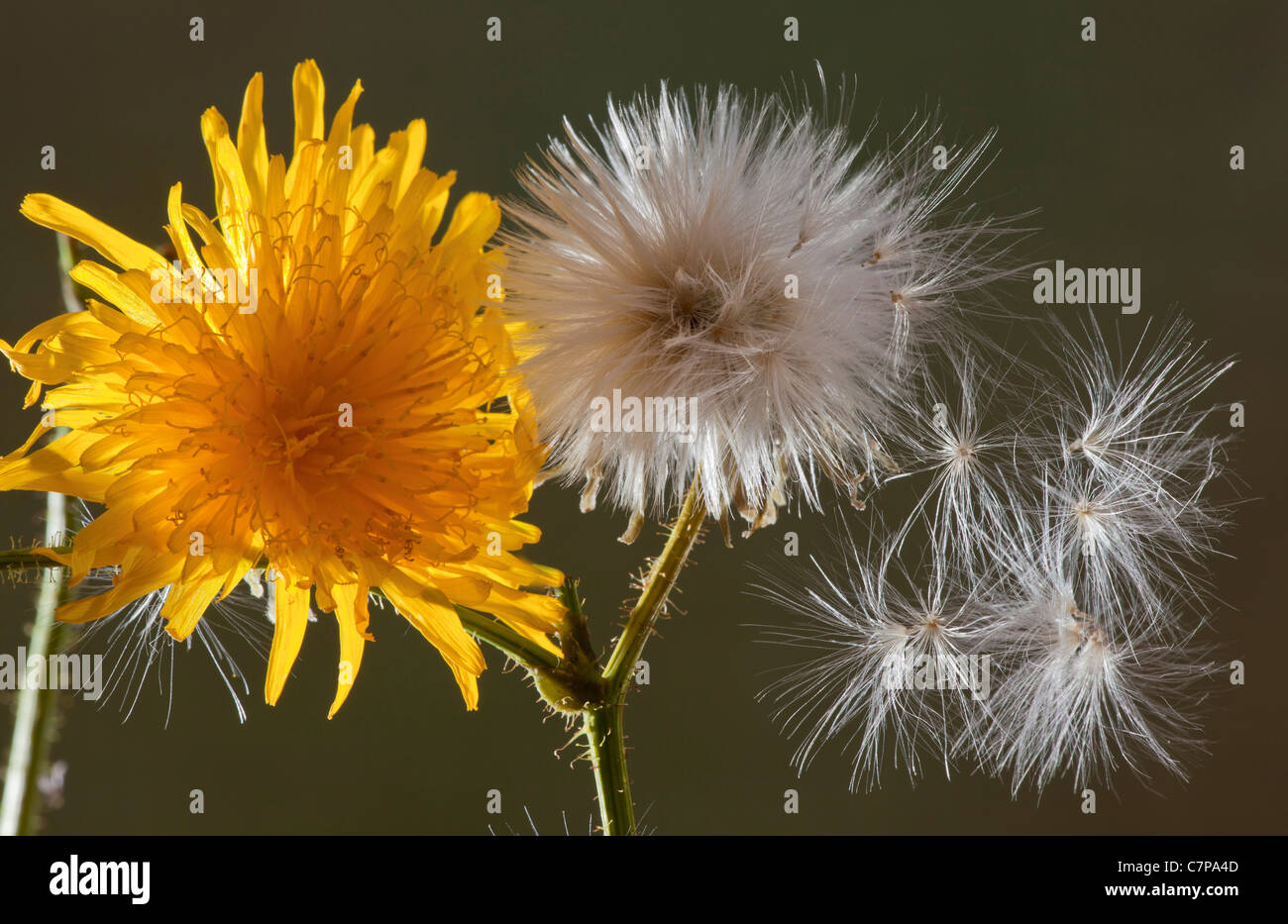 Perennial Sow-Thistle, Sonchus arvensis, in flower with seed heads. Stock Photo