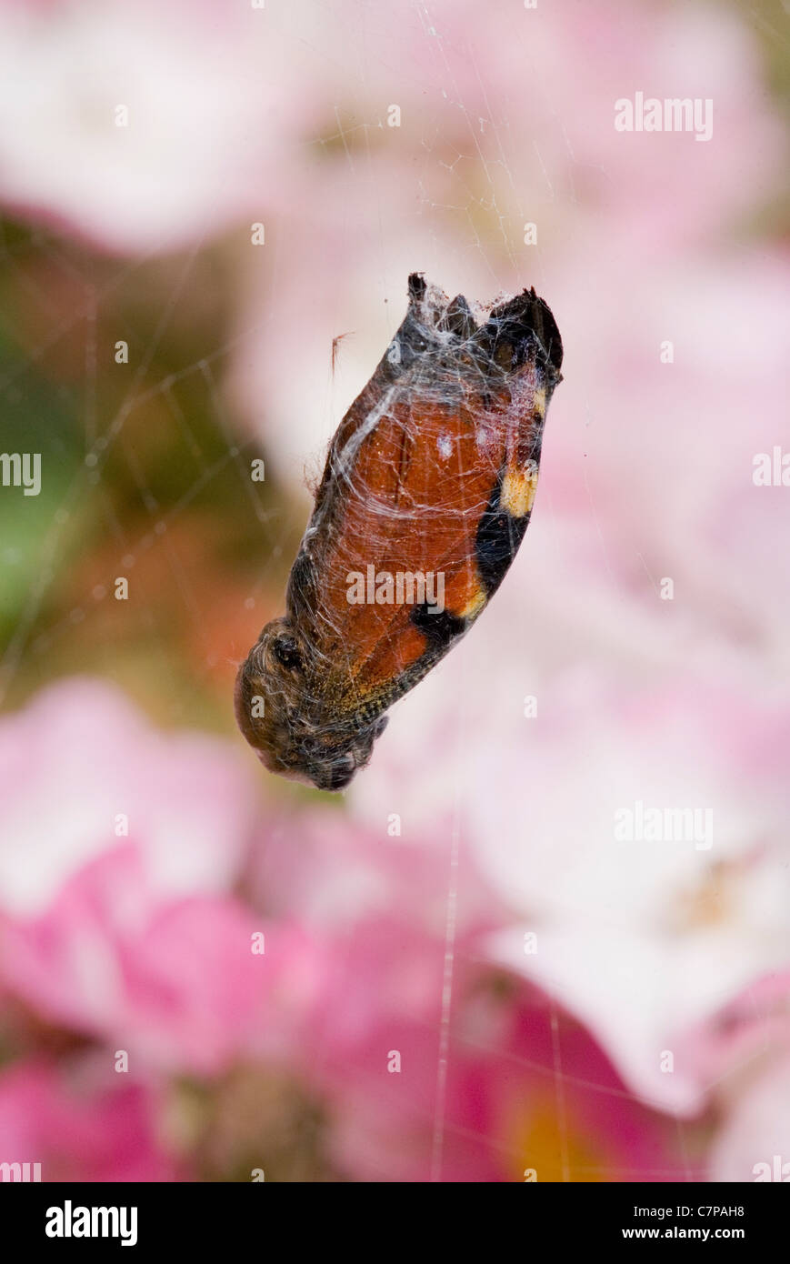 Spider Butterfly wrapped in silk trapped in spiders web UK Stock Photo