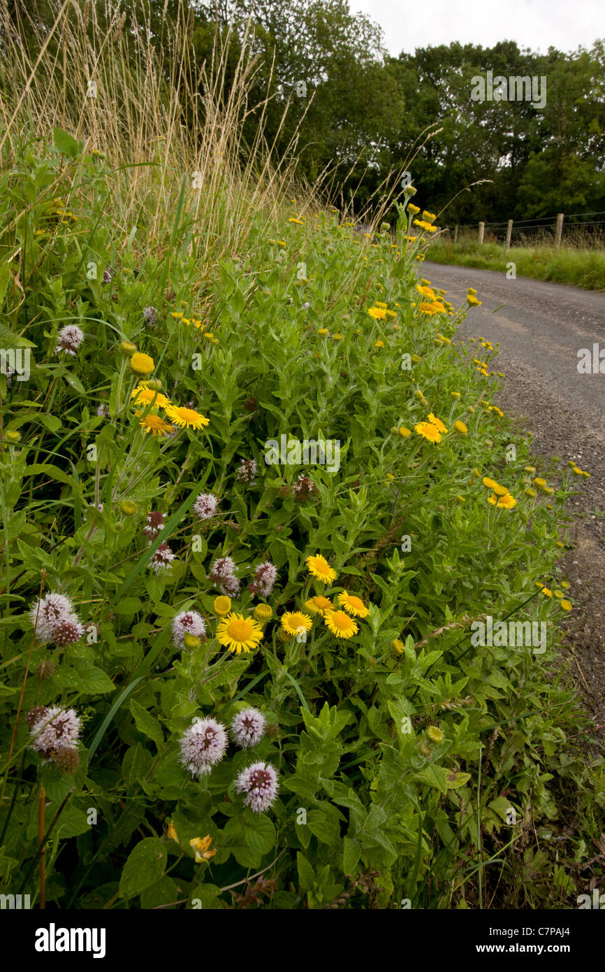 Flowery roadside verge with Water Mint and Fleabane, late summer, near Kingcombe, West Dorset Stock Photo
