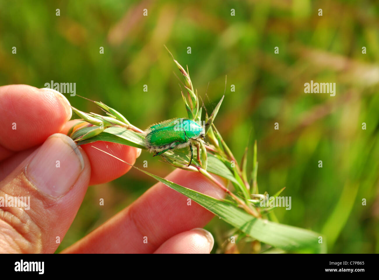 green beetle Stock Photo