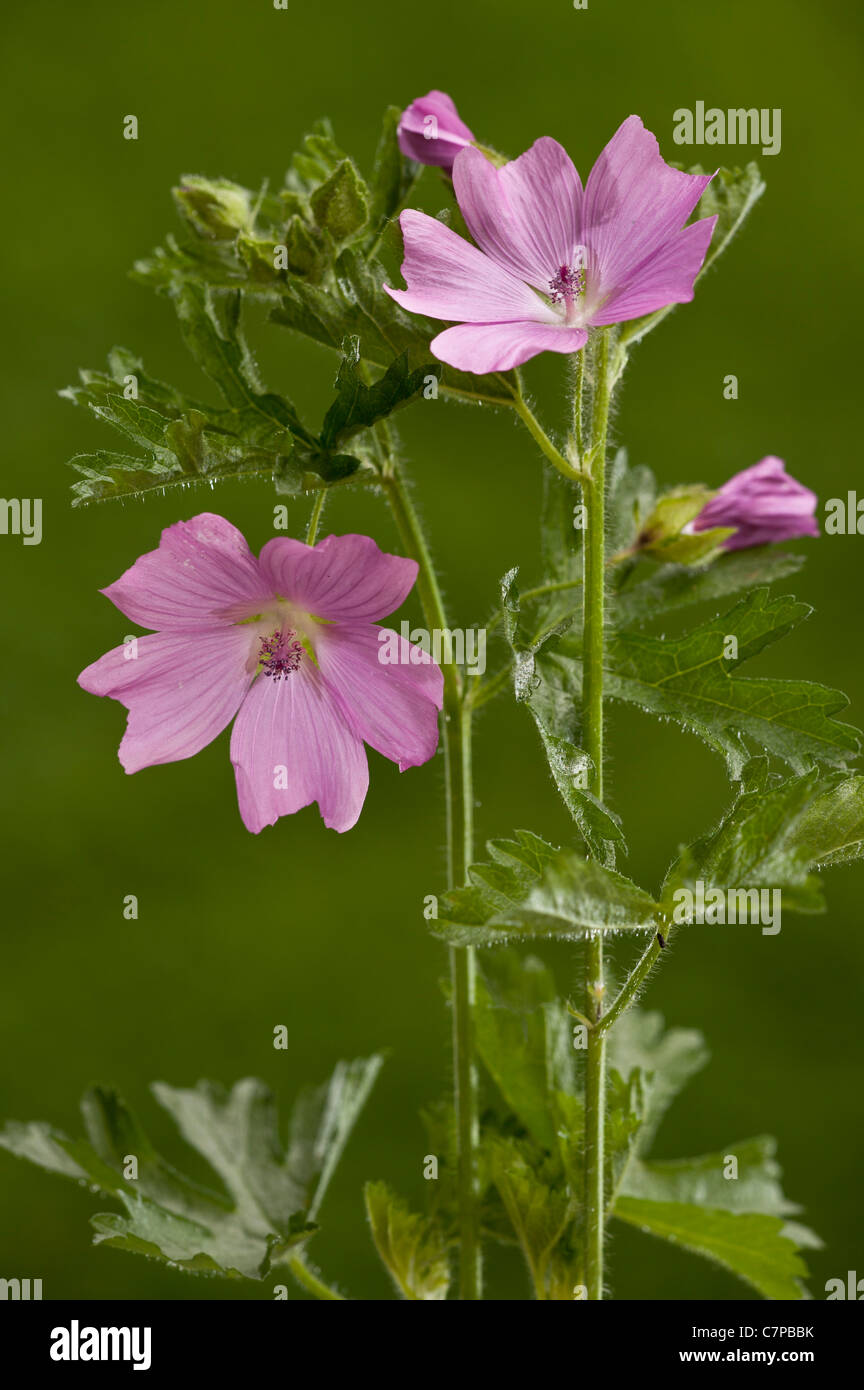 musk Mallow, Malva moschata, in flower; summer, Dorset Stock Photo