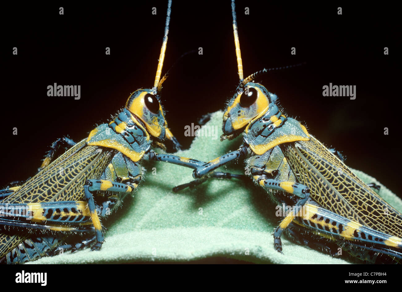 Grasshopper (Chromacris colorata: Acrididae), a warningly coloured ...