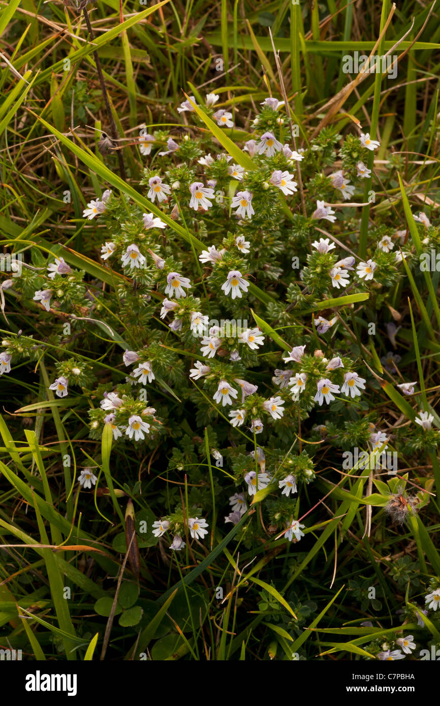 Common Eyebright, Euphrasia nemorosa in flower, limestone grassland, Dorset.: diffuser Stock Photo