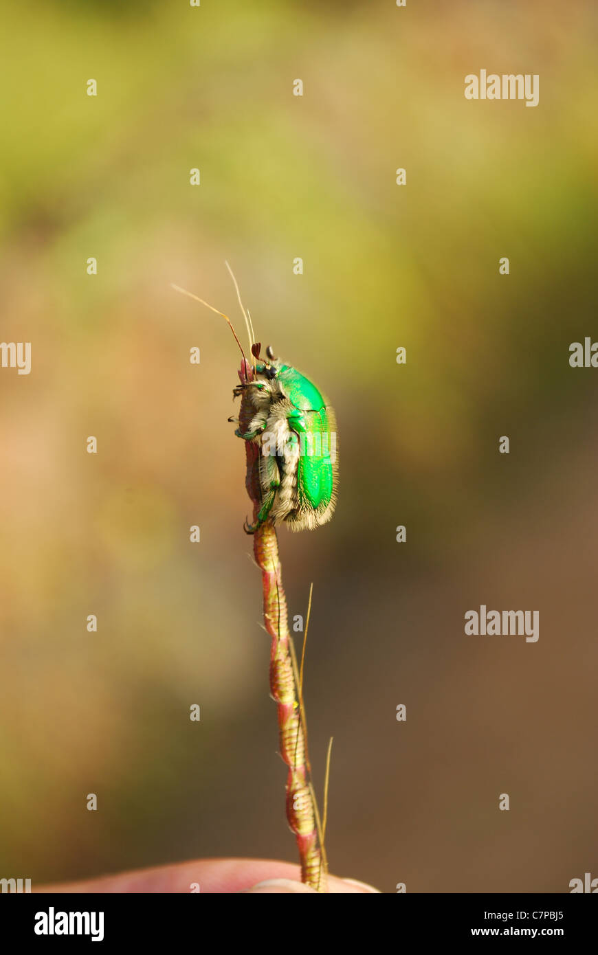 green beetle Stock Photo