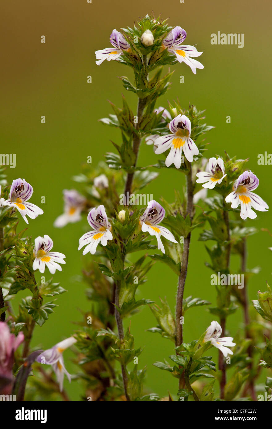 Common Eyebright, Euphrasia nemorosa in flower, limestone grassland, Dorset. Stock Photo