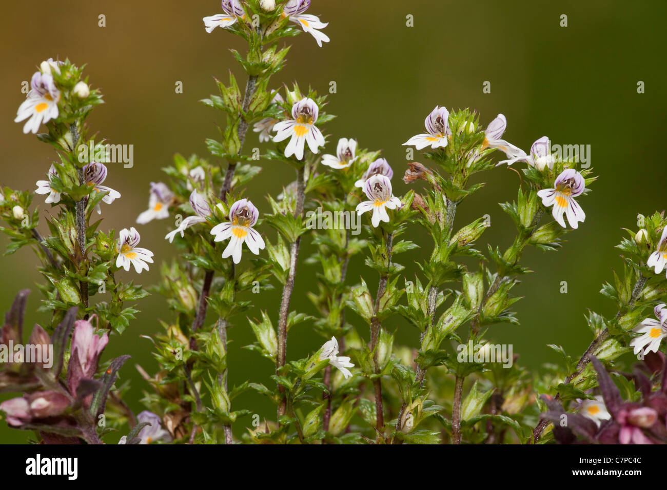 Common Eyebright, Euphrasia nemorosa in flower, limestone grassland, Dorset. Daylight with fill-in flash Stock Photo