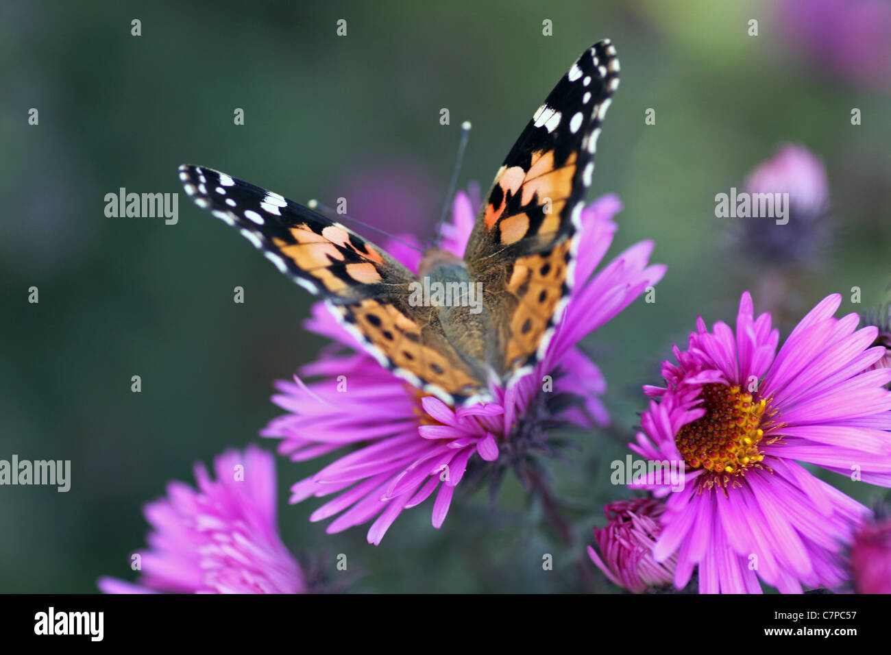 butterfly (Painted Lady) sitting on flower (chrysanthemum) Stock Photo