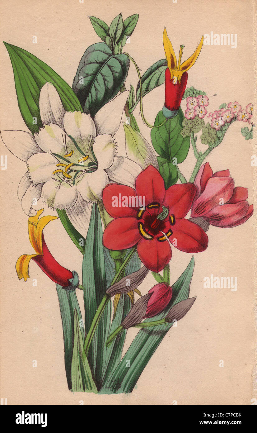 Streptanthera, tournefortia, siphocampylos and ismene. Stock Photo