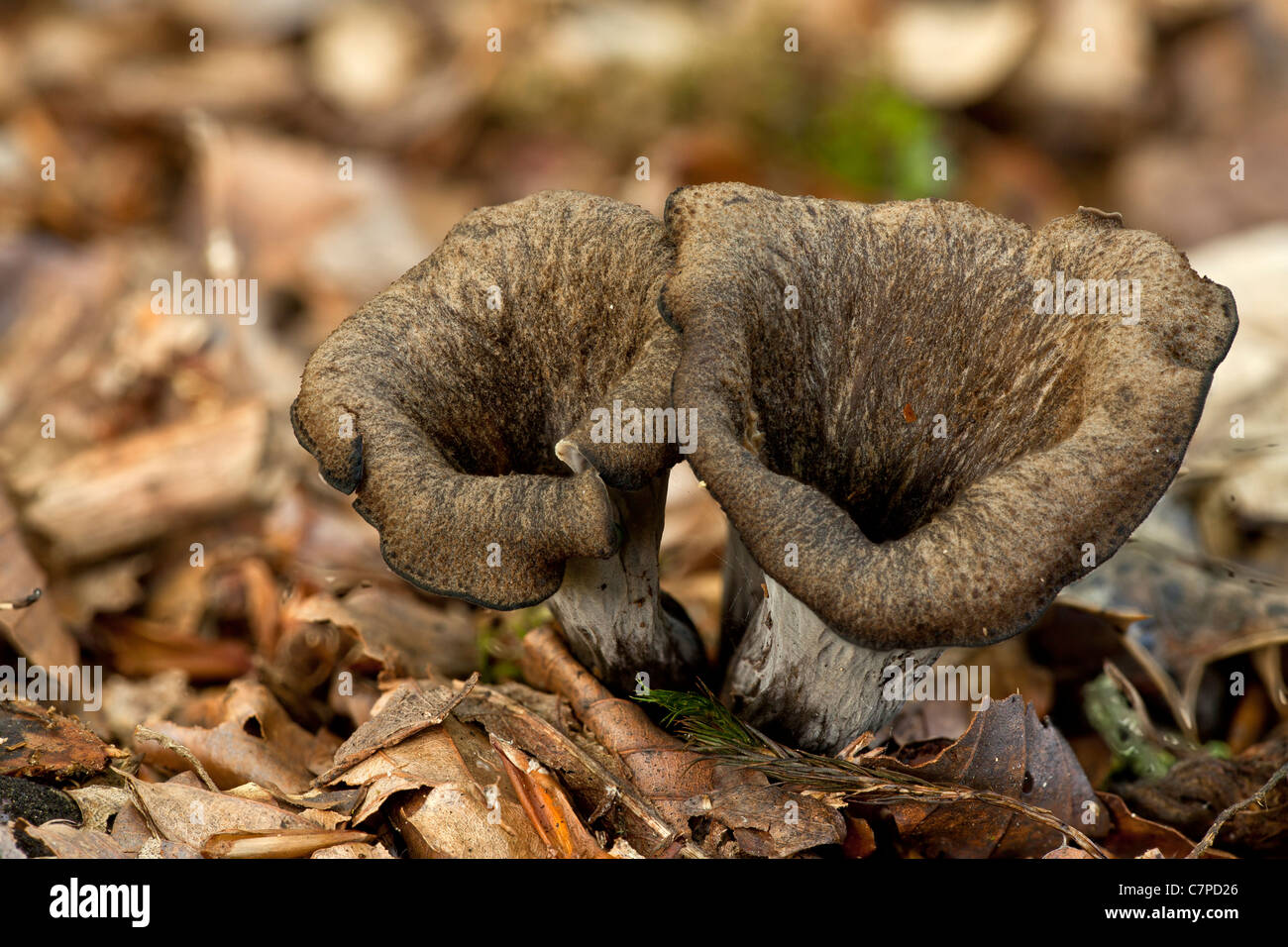 Horn of Plenty fungus, Craterellus cornucopioides among woodland leaf litter. Edible. New Forest, Hants Stock Photo
