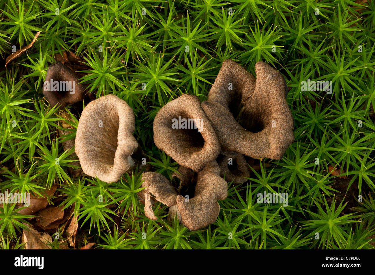 Horn of Plenty fungus, Craterellus cornucopioides among woodland leaf litter and moss. Edible. New Forest, Hants Stock Photo
