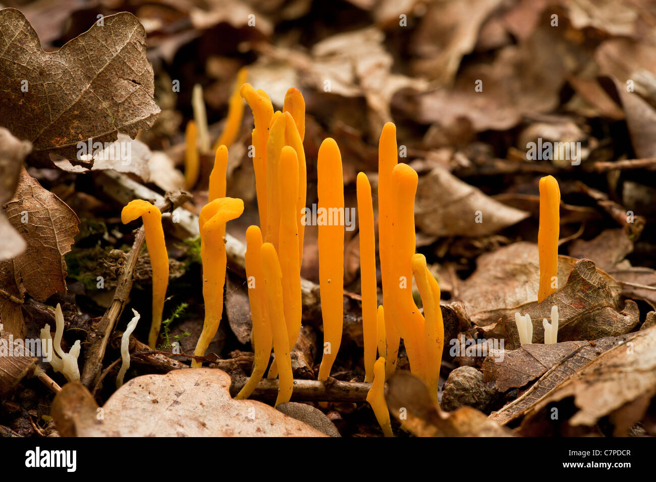 Yellow Clubs, Clavulinopsis helvola, - fungi, amongst leaf litter, Langley Wood, Wilts. Stock Photo