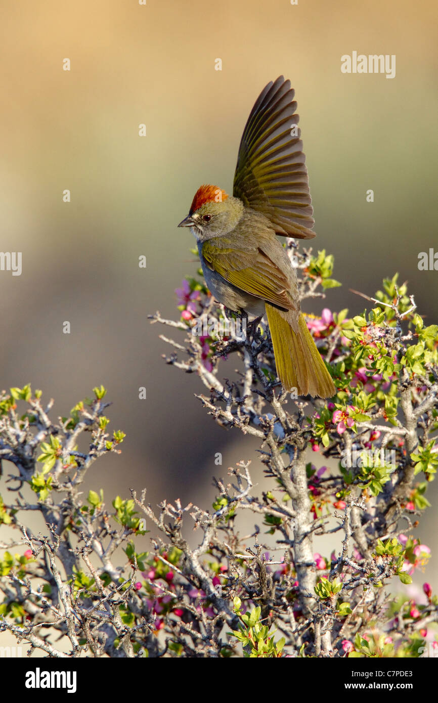 Green-tailed Towhee Pipilo chlorurus Mono Lake, California, United States 14 May Adult Male defending territory Stock Photo