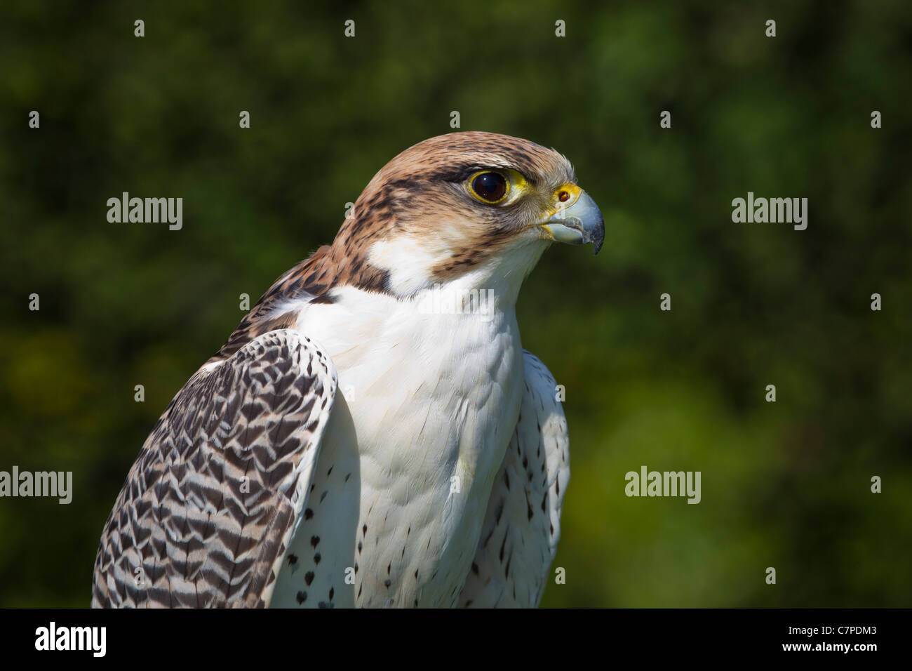 GREIFVOGEL Lanner Lanner Falcon Lannerfalke auge bird of prey falke ger-lannerfalke gerfalke greife hybrid portrait raptor schna Stock Photo