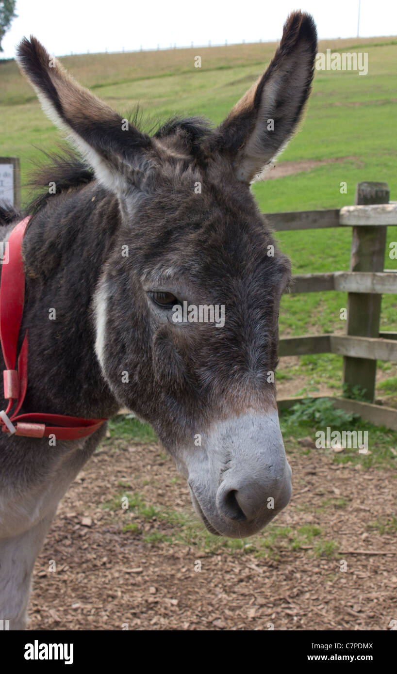 Donkey at the Sidmouth Donkey Sanctuary in Devon Stock Photo Alamy