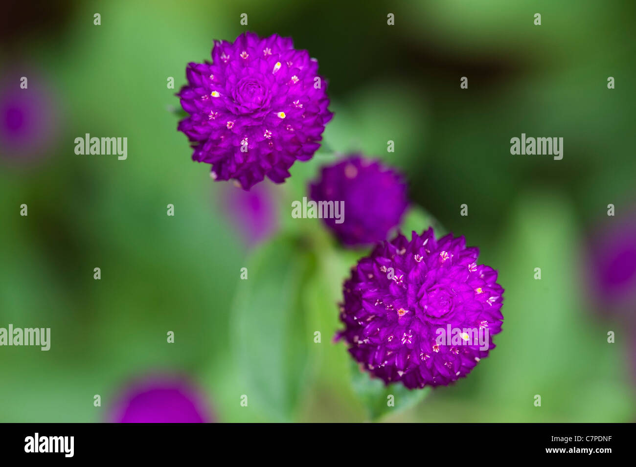 Gomphrena globosa . Globe Amaranth or Bachelor Button flowers in India Stock Photo