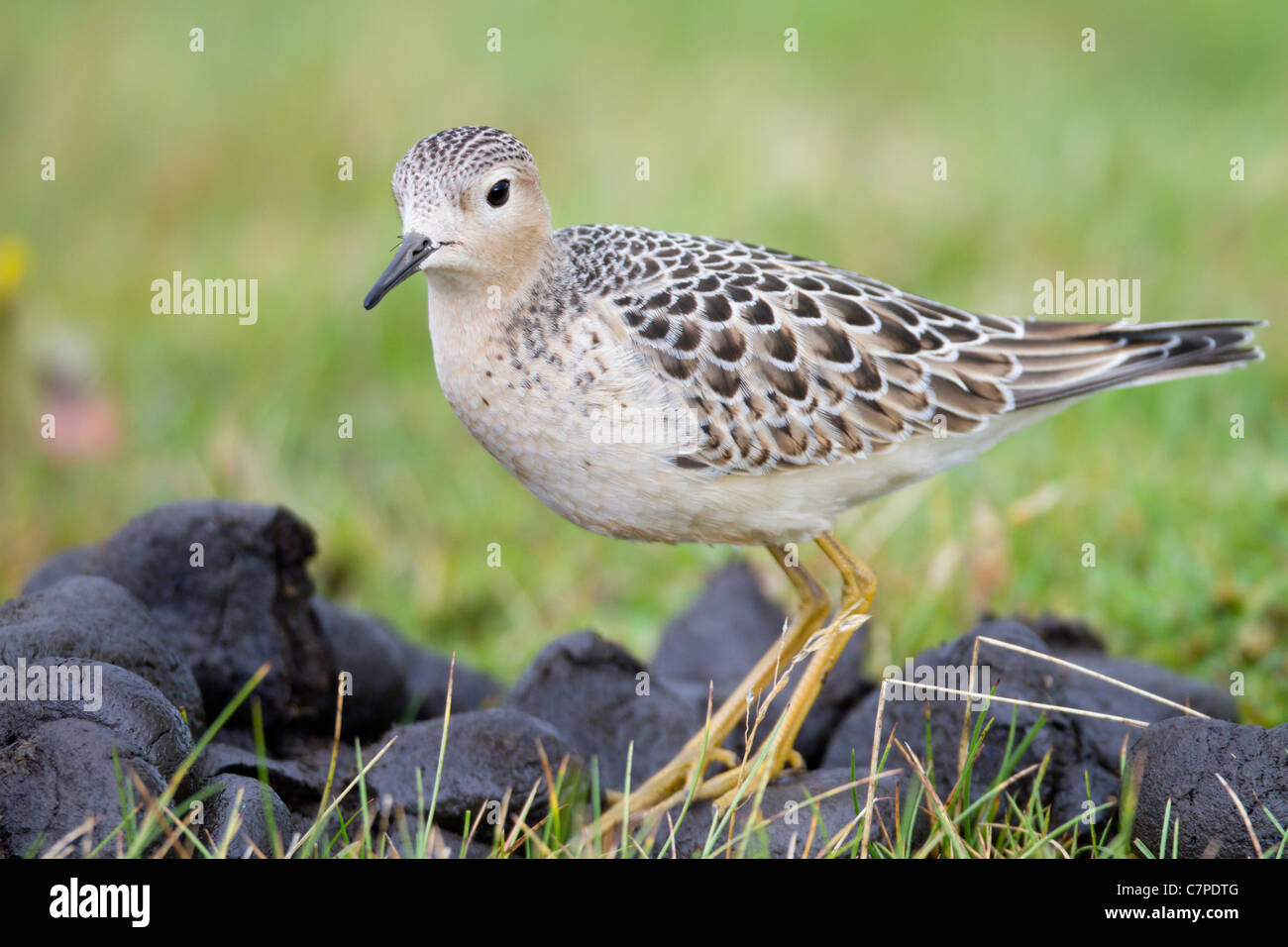 Buff Breasted Sandpiper; Tryngites subruficollis; dung; migrant; Cornwall Stock Photo