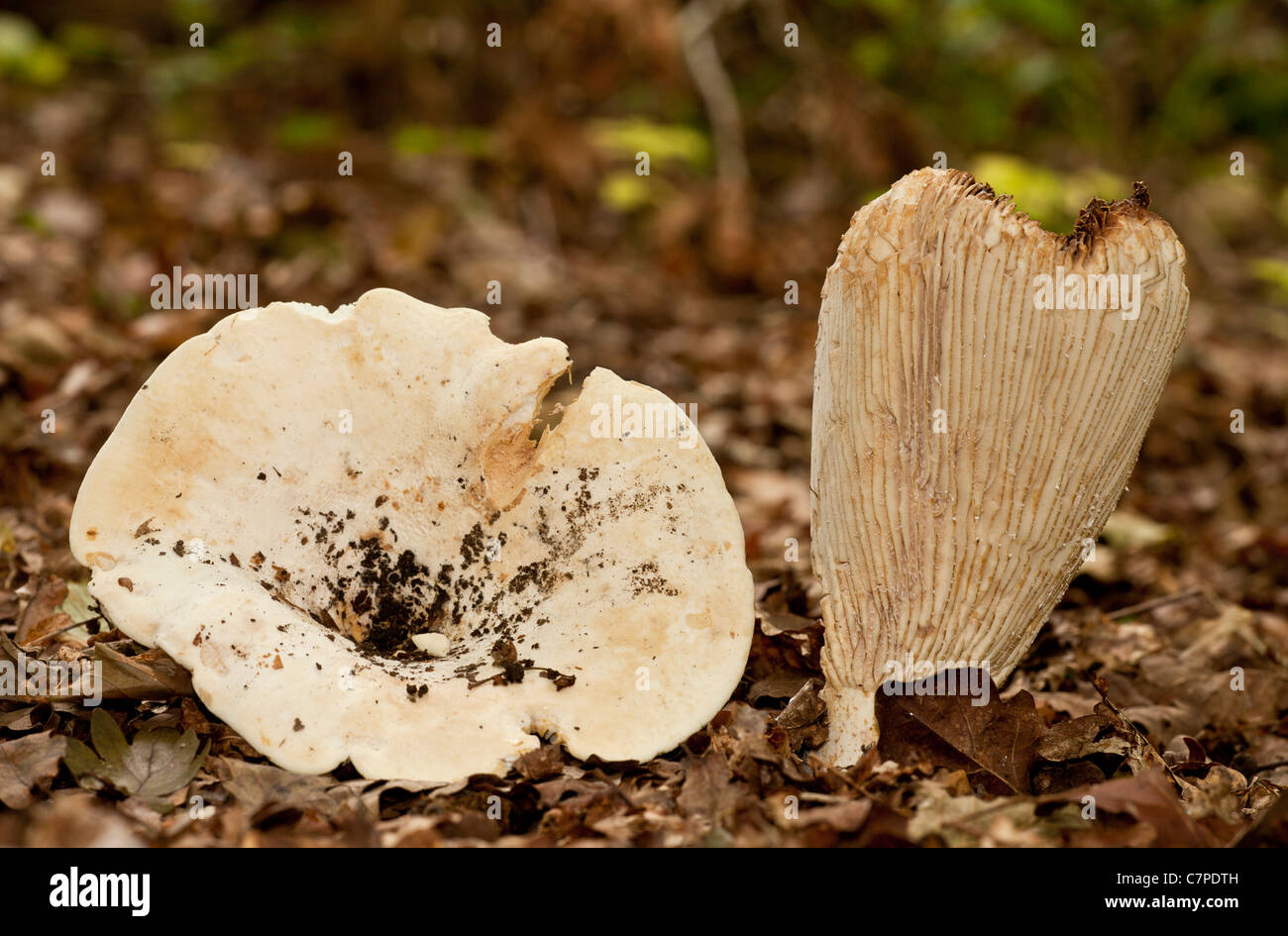 Fleecy Milkcap, Lactarius vellereus in old deciduous woodland, Wilts. Stock Photo