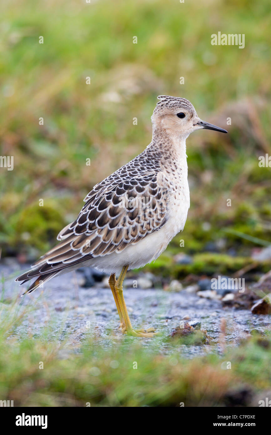 Buff Breasted Sandpiper; Tryngites subruficollis; migrant; Cornwall Stock Photo