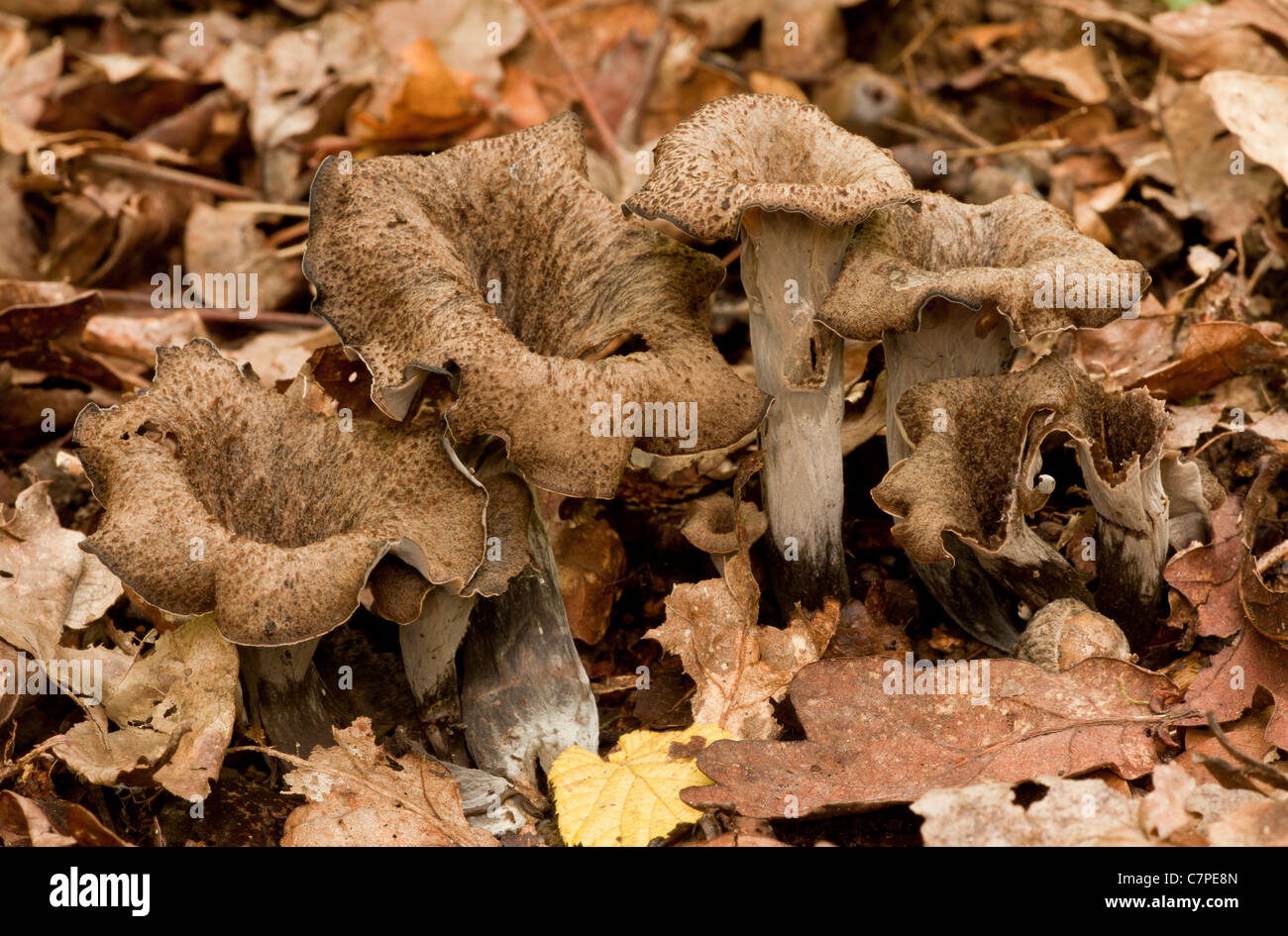 Horn of Plenty fungus, Craterellus cornucopioides among woodland leaf litter. Edible. New Forest, Hants Stock Photo