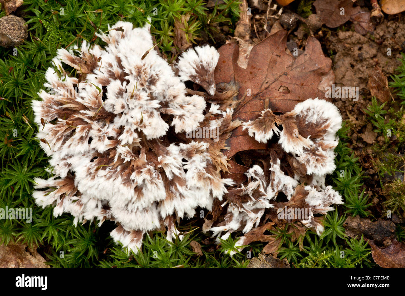 An Earth Fan, Thelephora penicillata = T. spiculosa on moss, in old woodland, Wilts. Stock Photo