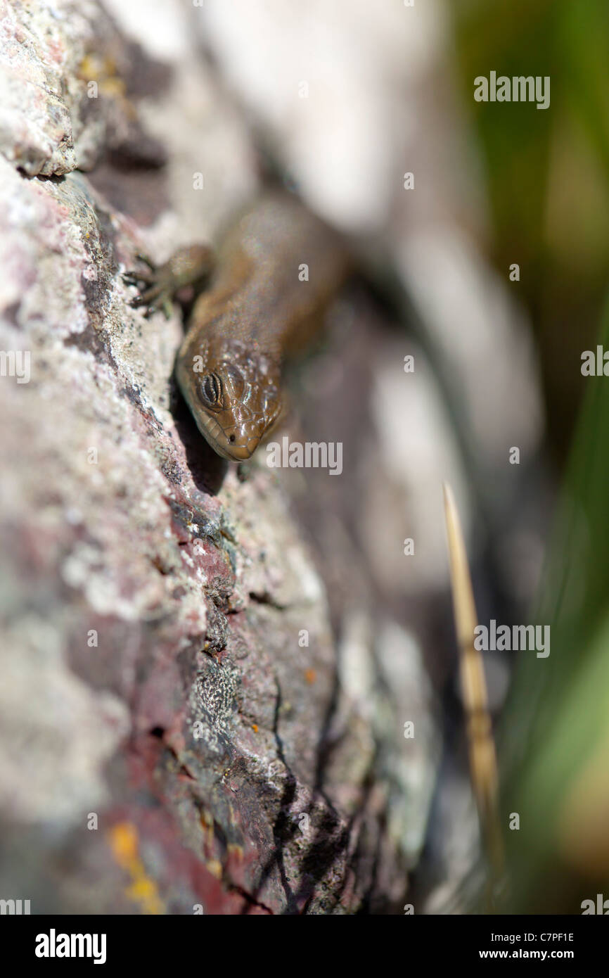 Common Lizard; Lacerata vivipara; blinking; Cornwall; UK Stock Photo