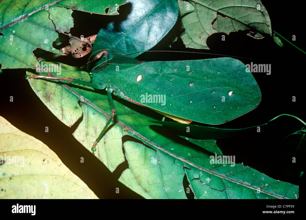Bush-cricket / katydid (Sasima truncata: Tettigoniidae) resembling a green leaf in rainforest, New guinea Stock Photo