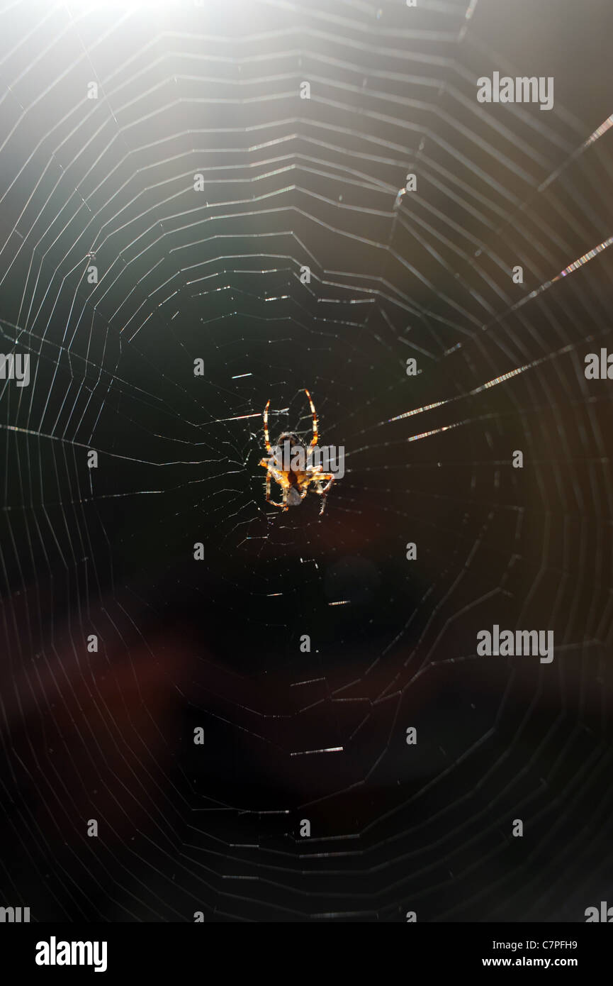 Garden spider goes to its prey on a web with backlit sunshine UK Stock ...