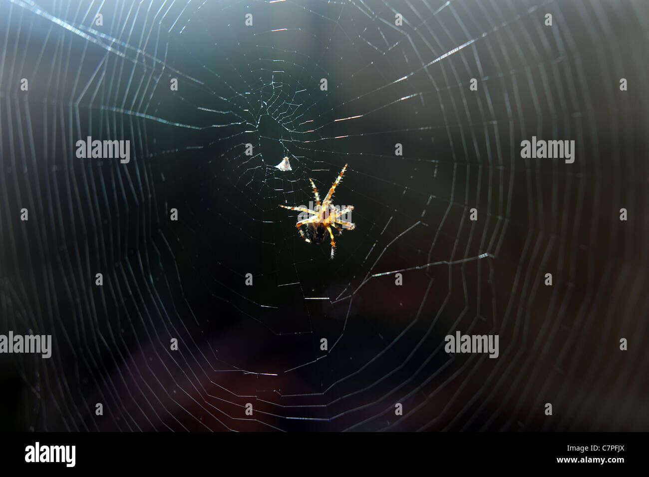 Garden spider goes to its prey on a web with backlit sunshine UK Stock ...