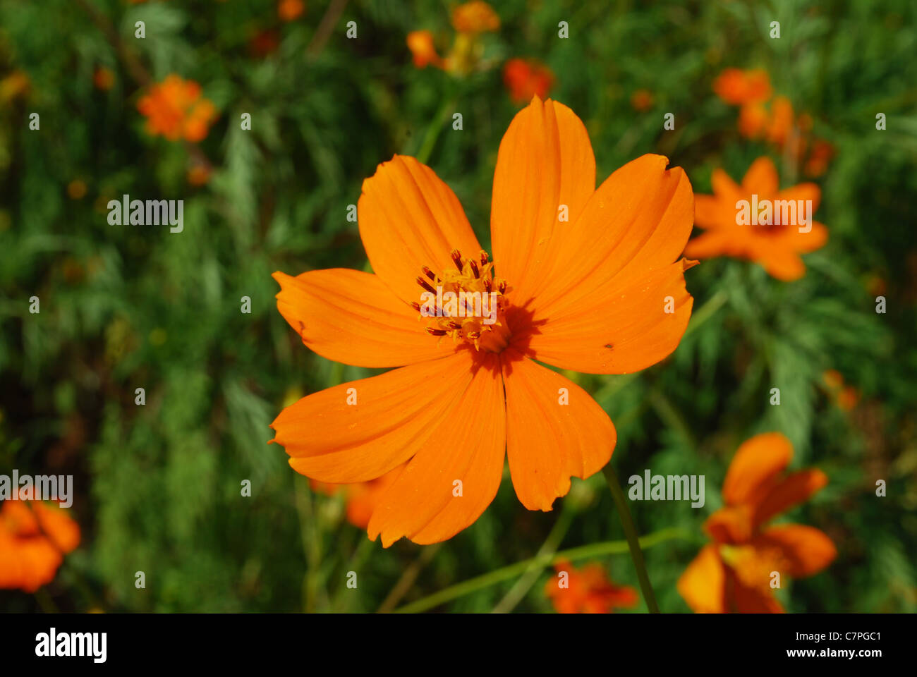 orange cosmos flowers and road Stock Photo
