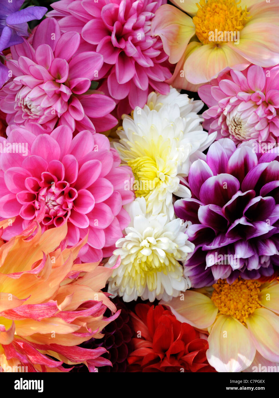 A bunch a dahlias showing the fresh flowerheads Stock Photo