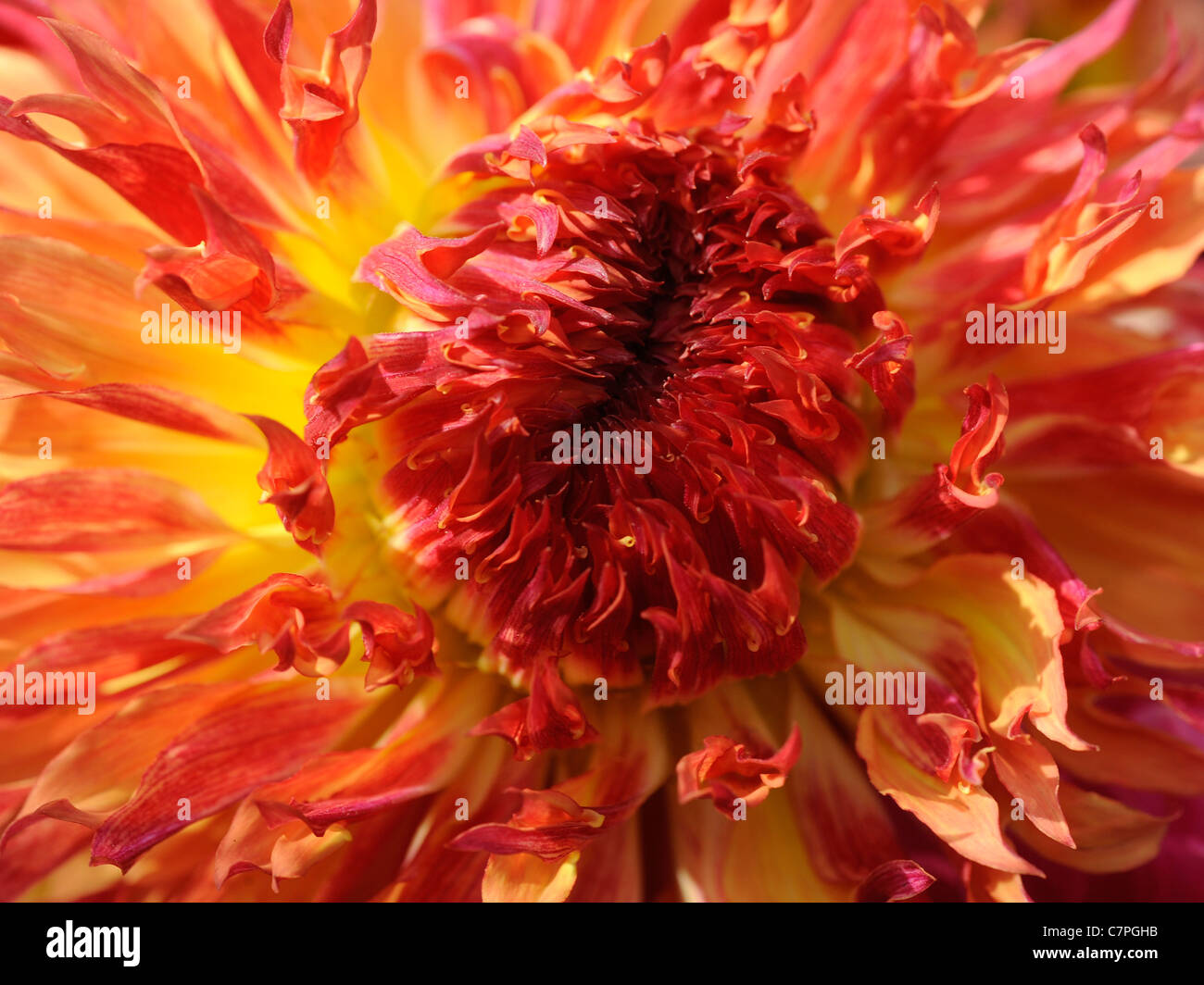 The inside of a yellow and red decorative dahlia Stock Photo