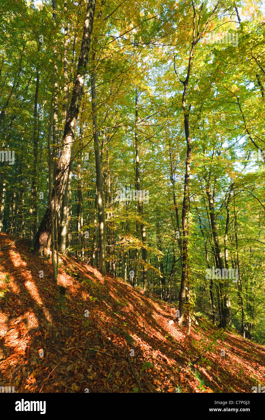 First autumn yellow foliage in sunny mountain beech forest Stock Photo