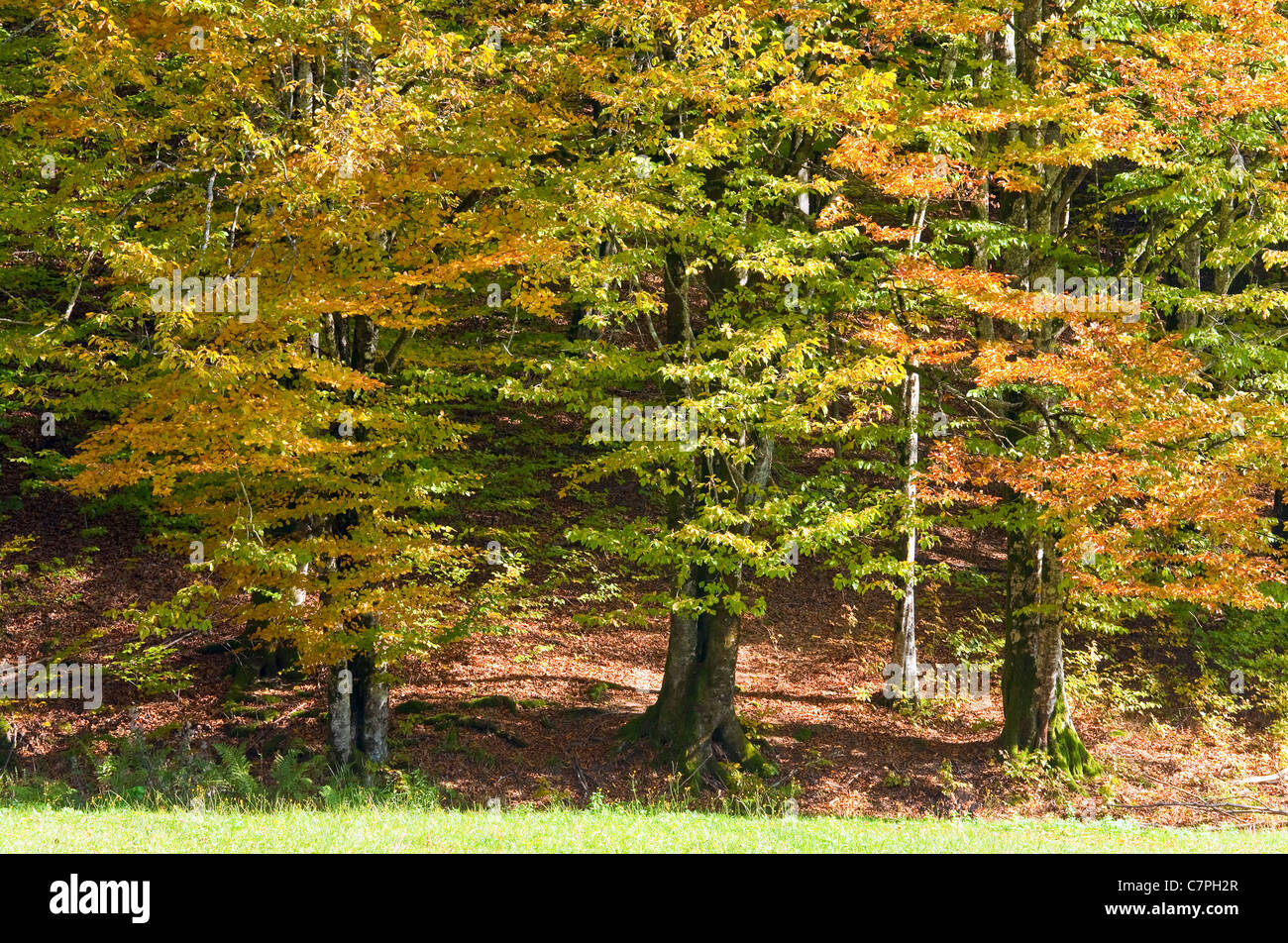 Sunny beech forest hi-res stock photography and images - Alamy