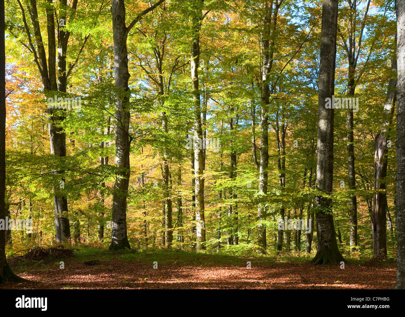 Sunny beech forest hi-res stock photography and images - Alamy